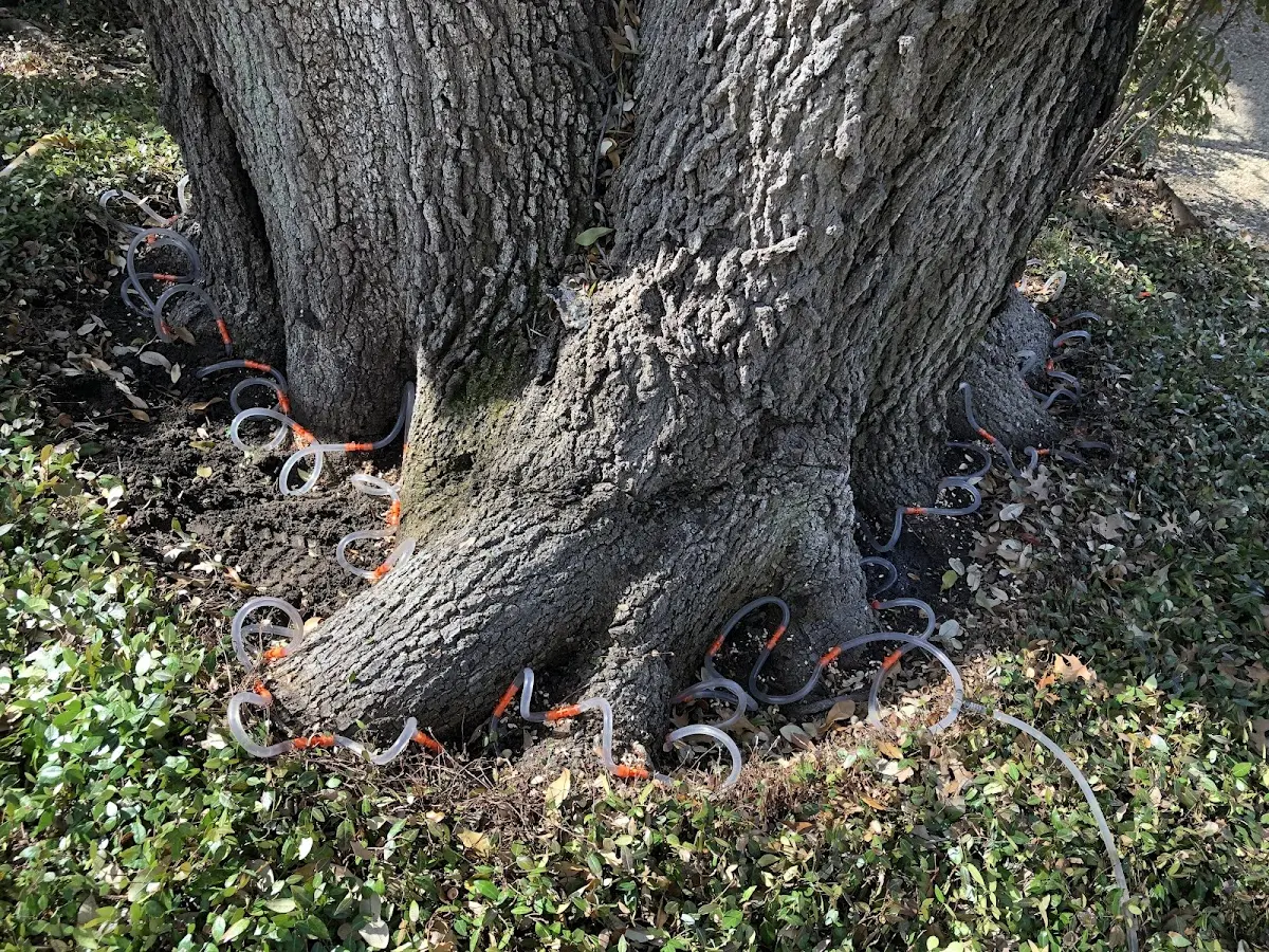 Detailed Tree Cabling and Bracing job site in Gene Autry