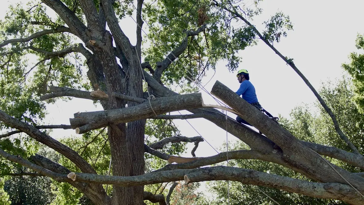 Professional Crown Thinning performed by certified arborists in Gene Autry
