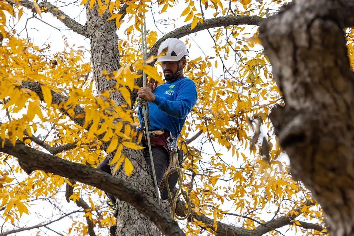 Skilled Storm Damage Cleanup crew working in Gene Autry